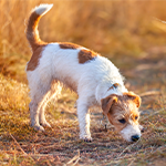 Goood Hund schnüffelt Kleiner Hund schnuppert am Boden im hohen Gras.