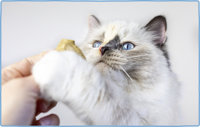 MjAMjAM Snacks Helle Langhaarkatze greift mit ihren Pfötchen nach einem Katzensnack.