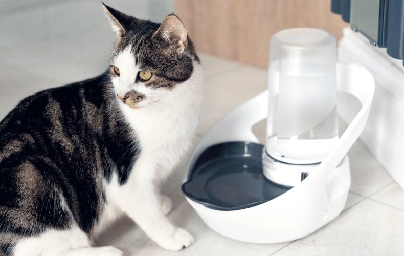 Sureflap Wasserspender Katze trinkt aus einem automatischen Wasserspender.
