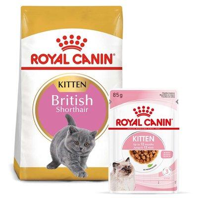 ROYAL CANIN KITTEN British Shorthair 2kg + Kitten in Soße 12x85g ROYAL CANIN KITTEN British Shorthair 2kg + Kitten in Soße 12x85g