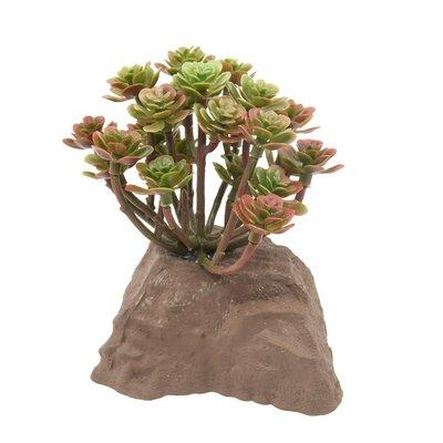 Lucky Reptile Steinpflanze 10 cm Lucky Reptile Steinpflanze 10 cm