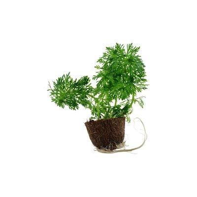 Tropica Aquariumpflanze Limnophila sessiliflora Tropica Aquariumpflanze Limnophila sessiliflora