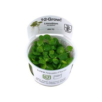 Tropica Schwimmpflanze Limnobium laevigatum Tropica Schwimmpflanze Limnobium laevigatum