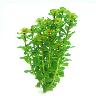 Dennerle Plants Rotala indica In-Vitro Dennerle Plants Rotala indica In-Vitro