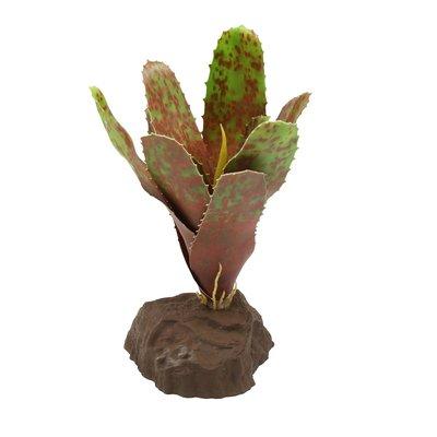 Lucky Reptile Bromelie Neoregelia grün 20 cm Lucky Reptile Bromelie Neoregelia grün 20 cm