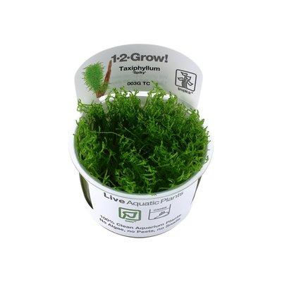 Tropica Moospflanze Taxiphyllum sp. Spiky Moss Tropica Moospflanze Taxiphyllum sp. Spiky Moss