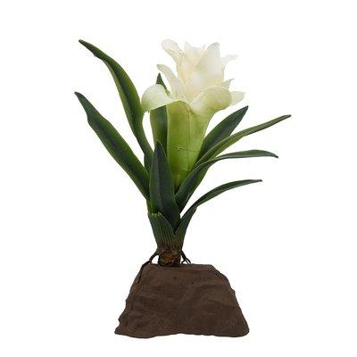 Lucky Reptile Bromelie Pflanze klein weiß 20 cm Lucky Reptile Bromelie Pflanze klein weiß 20 cm