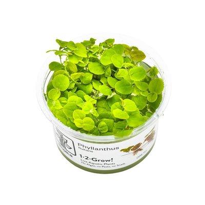 Tropica Schwimmpflanze Phyllanthus fluitans Tropica Schwimmpflanze Phyllanthus fluitans