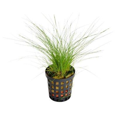 Aquafleur Eleocharis Acicularis Pflanze im 5 cm Topf Aquafleur Eleocharis Acicularis Pflanze im 5 cm Topf