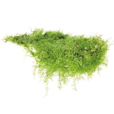 Dennerle Plants Taxiphyllum barbieri In-Vitro Dennerle Plants Taxiphyllum barbieri In-Vitro