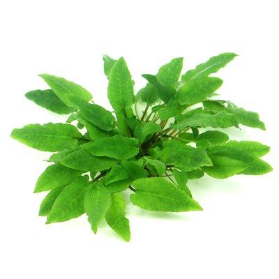 Dennerle Plants Cryptocoryne wendtii ´Broad Leaf´ In-Vitro Dennerle Plants Cryptocoryne wendtii ´Broad Leaf´ In-Vitro