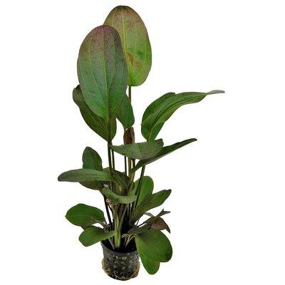Aquafleur Echinodorus Ozelot Rot Pflanze im 5 cm Topf Aquafleur Echinodorus Ozelot Rot Pflanze im 5 cm Topf