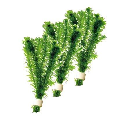 Aquafleur Elodea Densa in Terra Cotta Aquarienpflanze Aquafleur Elodea Densa in Terra Cotta Aquarienpflanze