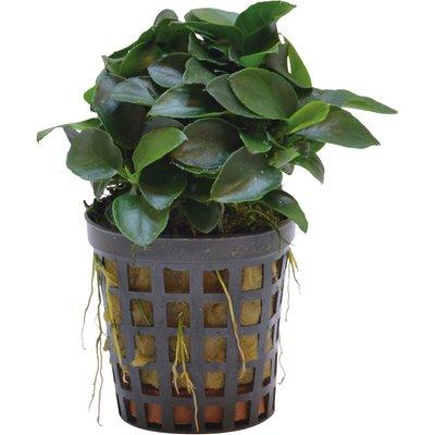 Aquafleur Anubias Nana Bonsai Mini-Pflanze im 5 cm Topf Aquafleur Anubias Nana Bonsai Mini-Pflanze im 5 cm Topf