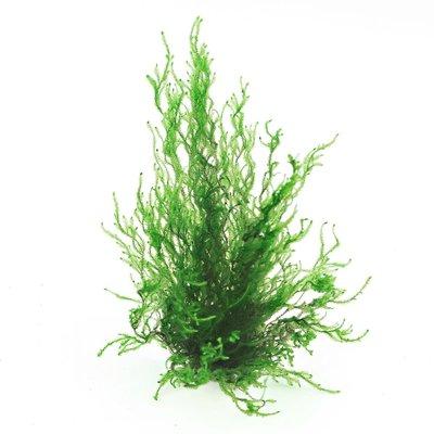 Dennerle Plants Taxiphyllum spec. Flammenmoos In-Vitro Dennerle Plants Taxiphyllum spec. Flammenmoos In-Vitro