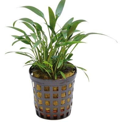 Aquafleur Cryptocoryne Amicorum Pflanze im 5 cm Topf Aquafleur Cryptocoryne Amicorum Pflanze im 5 cm Topf