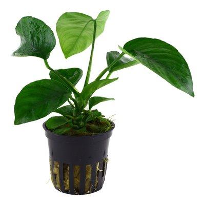Tropica Aquariumpflanze Anubias barteri caladiifolia Tropica Aquariumpflanze Anubias barteri caladiifolia