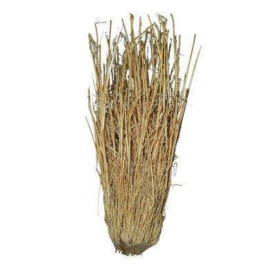 Lucky Reptile Grasbüschel 25-40 cm Lucky Reptile Grasbüschel 25-40 cm