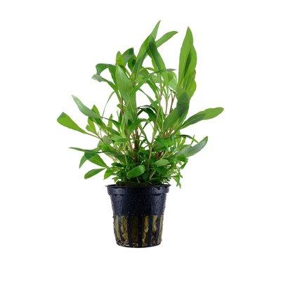 Tropica Aquariumpflanze Hygrophila corymbosa 'Siamensis 53B' Tropica Aquariumpflanze Hygrophila corymbosa 'Siamensis 53B'
