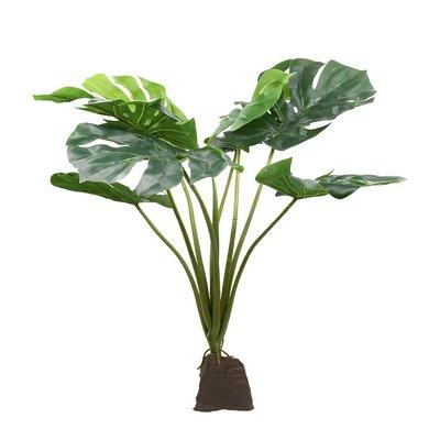 Lucky Reptile Monstera Pflanze 60 cm Lucky Reptile Monstera Pflanze 60 cm