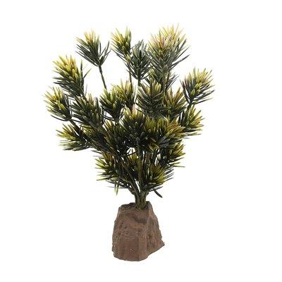 Lucky Reptile Podocarpus Pflanze 40 cm Lucky Reptile Podocarpus Pflanze 40 cm