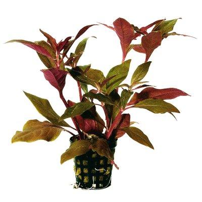 Aquafleur Alternanthera Cardinalis Rot im 5 cm Topf Aquafleur Alternanthera Cardinalis Rot im 5 cm Topf