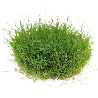 Dennerle Plants Eleocharis pusilla In-Vitro Dennerle Plants Eleocharis pusilla In-Vitro