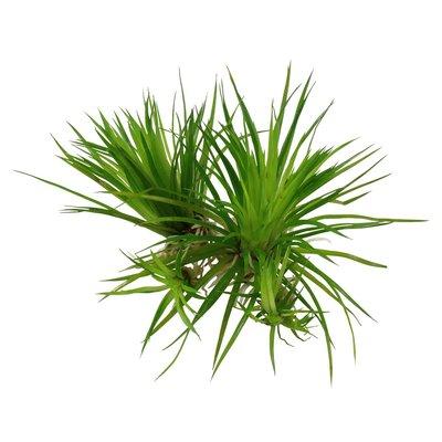 Tropica Aquariumpflanze Eriocaulon cinereum Tropica Aquariumpflanze Eriocaulon cinereum