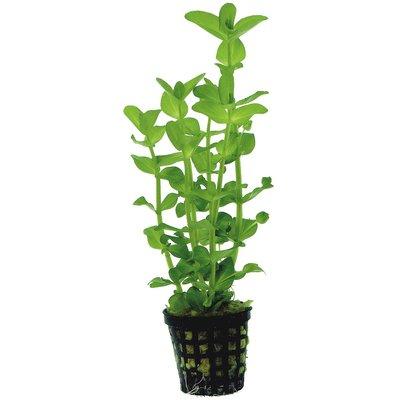 Aquafleur Bacopa Amplexicaulis Pflanze im 5 cm Topf Aquafleur Bacopa Amplexicaulis Pflanze im 5 cm Topf