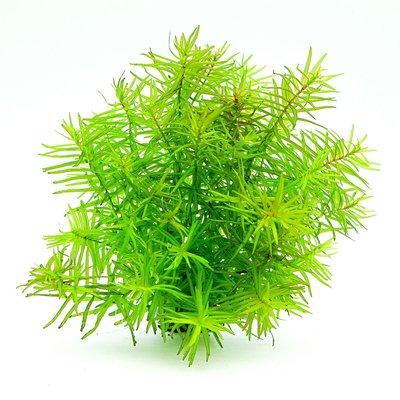 Dennerle Plants Didiplis diandra In-Vitro Dennerle Plants Didiplis diandra In-Vitro