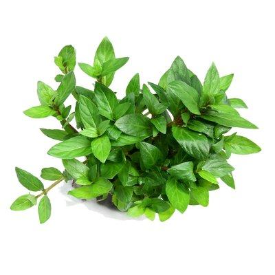 Dennerle Plants Staurogyne repens In-Vitro Dennerle Plants Staurogyne repens In-Vitro