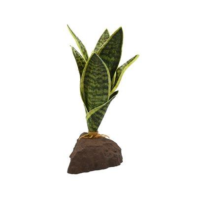 Lucky Reptile Sanseviera Pflanze 20 cm Lucky Reptile Sanseviera Pflanze 20 cm