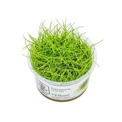 Tropica Bodendecker Eleocharis pusilla Mini Tropica Bodendecker Eleocharis pusilla Mini