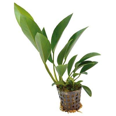 Aquafleur Anubias Congensis Pflanze im 5 cm Topf Aquafleur Anubias Congensis Pflanze im 5 cm Topf