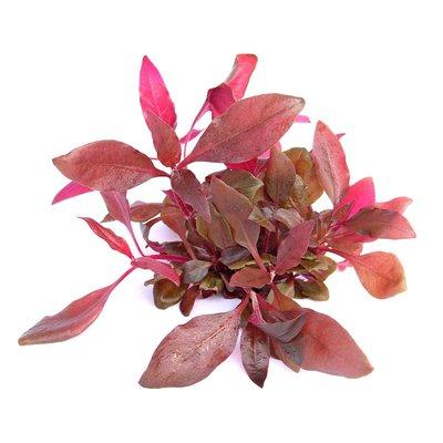 Dennerle Plants Alternanthera reineckii ´Lila´ In-Vitro Dennerle Plants Alternanthera reineckii ´Lila´ In-Vitro