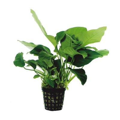 Aquafleur Anubias Barteri Nana Pflanze im 5 cm Topf Aquafleur Anubias Barteri Nana Pflanze im 5 cm Topf