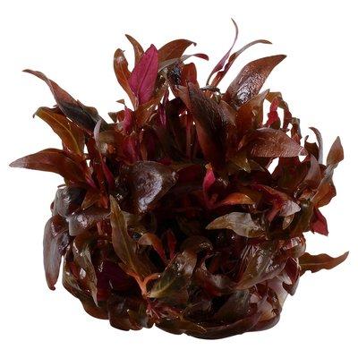 Tropica Aquariumpflanze Alternanthera reineckii 'Mini' Tropica Aquariumpflanze Alternanthera reineckii 'Mini'
