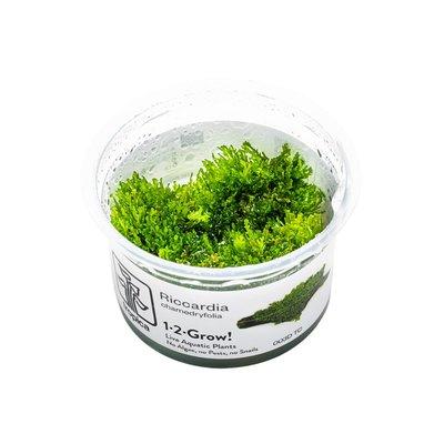 Tropica Moospflanze Riccardia chamedryfolia Tropica Moospflanze Riccardia chamedryfolia