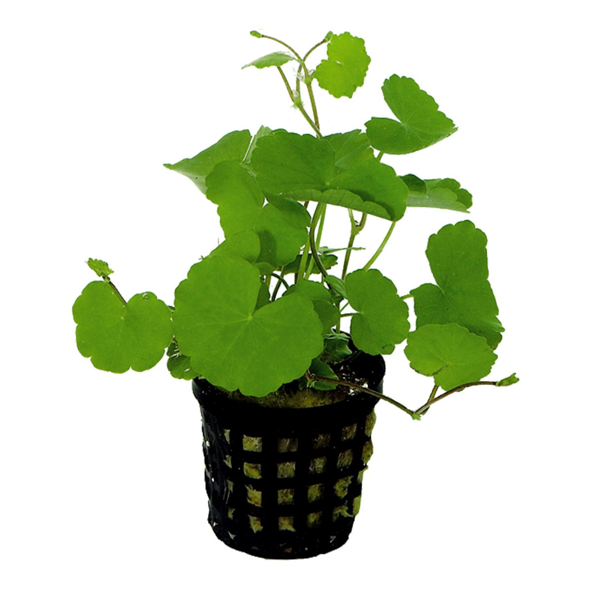 Aquafleur Hydrocotyle Leucocephala Pflanze im 5 cm Topf