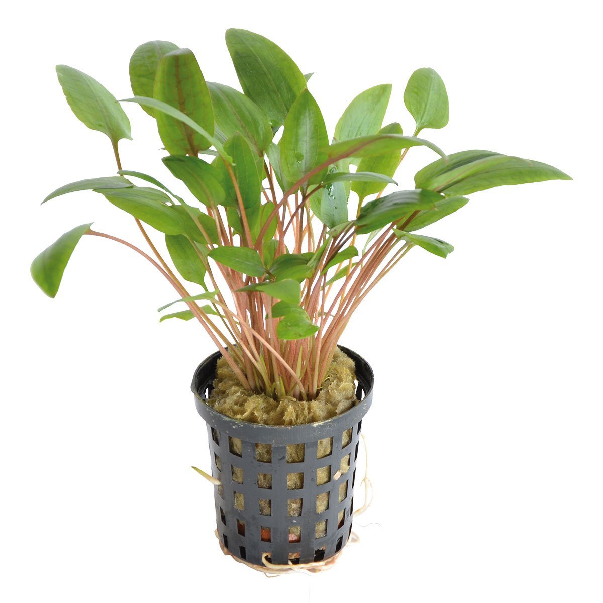 Aquafleur Cryptocoryne Wendtii Grün im 5 cm Topf