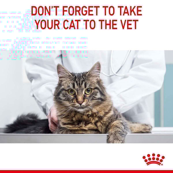 Royal Canin FCN Appetite Control gunstig kaufen bei ZooRoyal