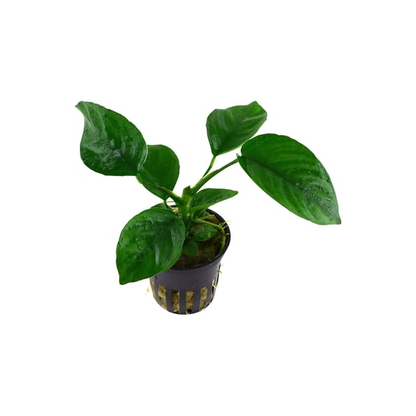 Aquarium Amphore Mit Anubias Bonsai - Garnelen Versteck Mit Wasserpflanze