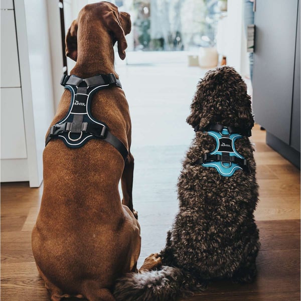 Diverses Hundezubehör, Hunter Divo XL Halsband, Geschirr, Kong… in Münster  (Westfalen) - Kinderhaus