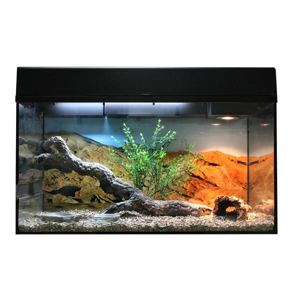 Lucky Reptile Terrarium Starter Kit 80 cm "Bartagame"