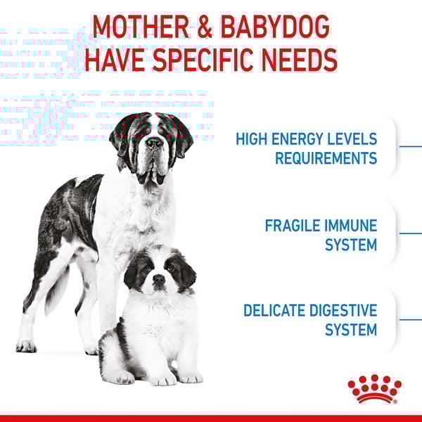 ROYAL CANIN GIANT Starter für tragende Hündin und Welpen sehr großer Rassen