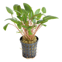 Aquafleur Cryptocoryne Wendtii Grün im 5 cm Topf