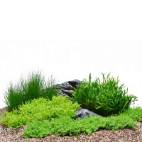 Dennerle Plants Aquariumpflanzen 4er Mix Vordergrund