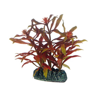 Hobby Aquariumdekoration Nesaea