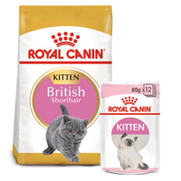 ROYAL CANIN KITTEN British Shorthair 2kg + Kitten in Soße 12x85g