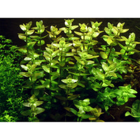 Tropica Aquariumpflanze Bacopa caroliniana